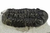 Detailed Austerops Trilobite - Nice Eye Facets #311076-2